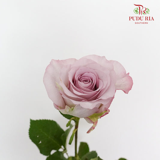 Rose Light Purple (8-10 Stems) - Pudu Ria Florist Southern