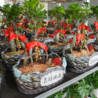 Life Is Great 人生大吉 / Per Pot - Pudu Ria Florist Southern