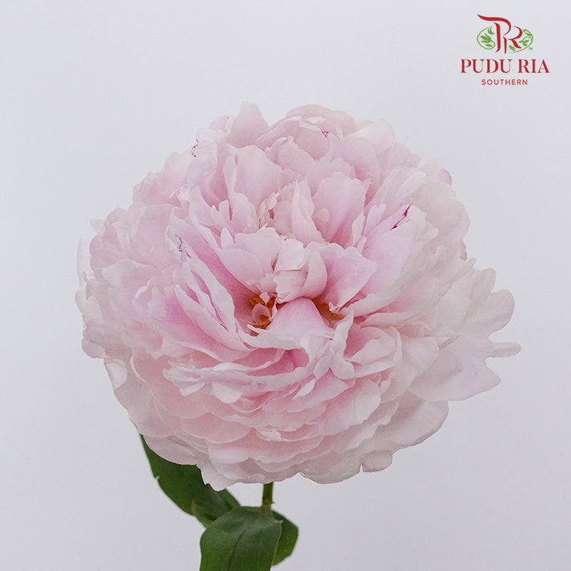 Peony White/Pink (5 stems) - Pudu Ria Florist Southern