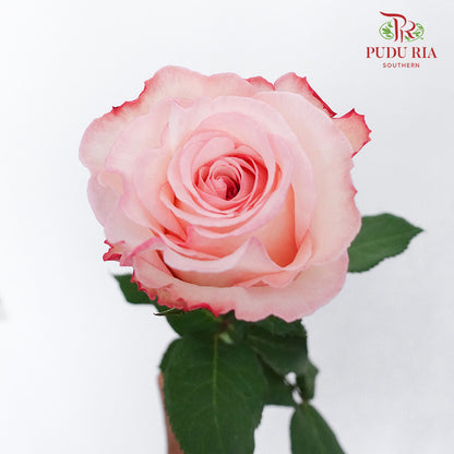 Rose Joyce (6 Stems) - Pudu Ria Florist Southern