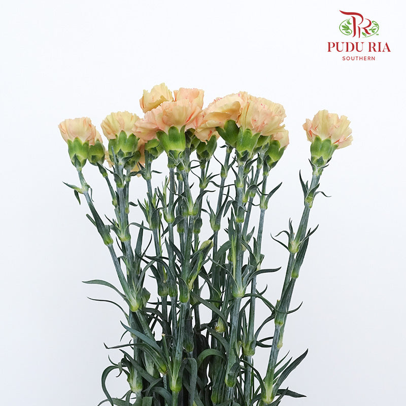 Carnation Cream Cup 18-20 Stems - Pudu Ria Florist Southern