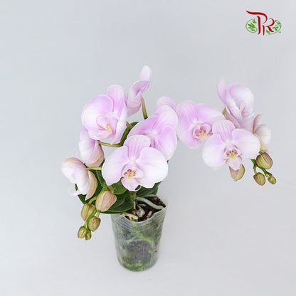 Phalaenopsis Orchid Light Purple Without Pot / Per Stem (S) - Pudu Ria Florist Southern