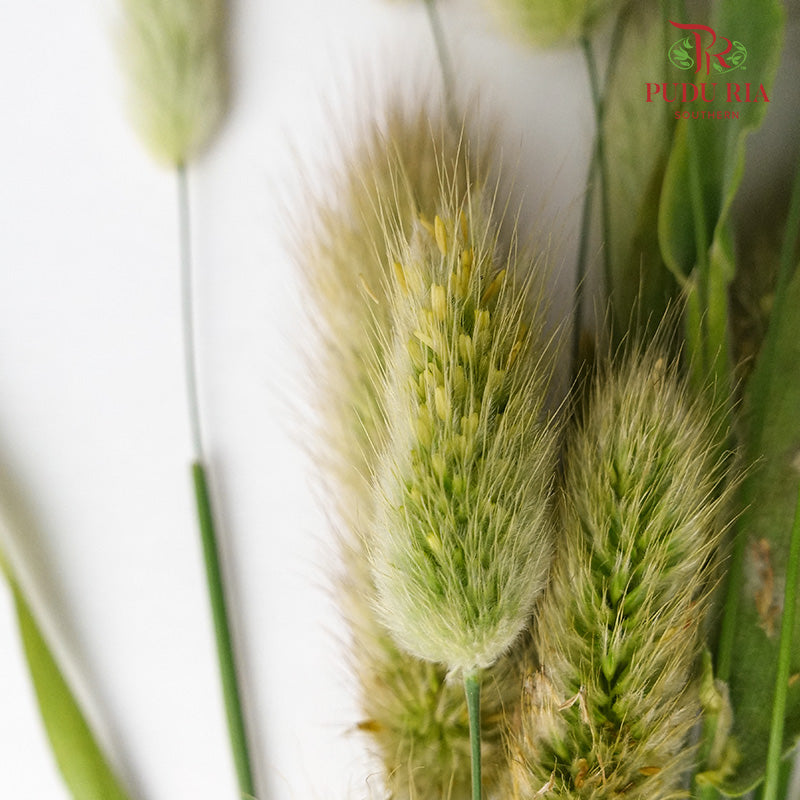 Bunny Tail - Pudu Ria Florist Southern