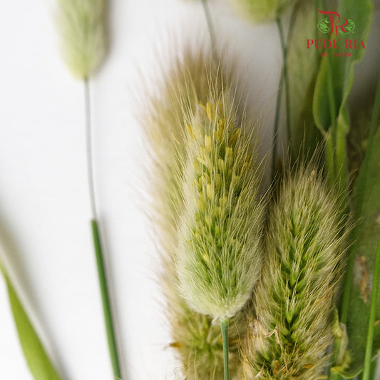 Bunny Tail - Pudu Ria Florist Southern