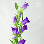 Campanula Purple - Pudu Ria Florist Southern
