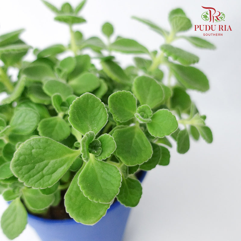 Plectranthus Tomentosa 碰碰香 - Pudu Ria Florist Southern
