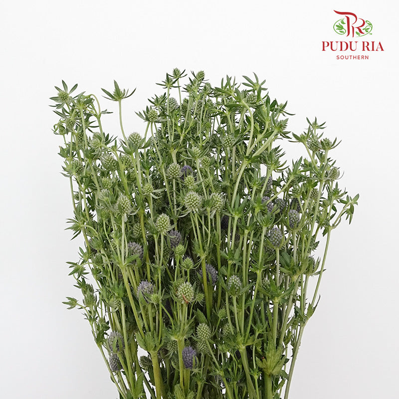 Eryngium Small - Pudu Ria Florist Southern