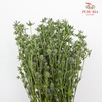 Eryngium Small - Pudu Ria Florist Southern