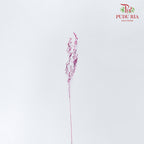 Dry Agrostis Purple - Offer Item - Pudu Ria Florist Southern