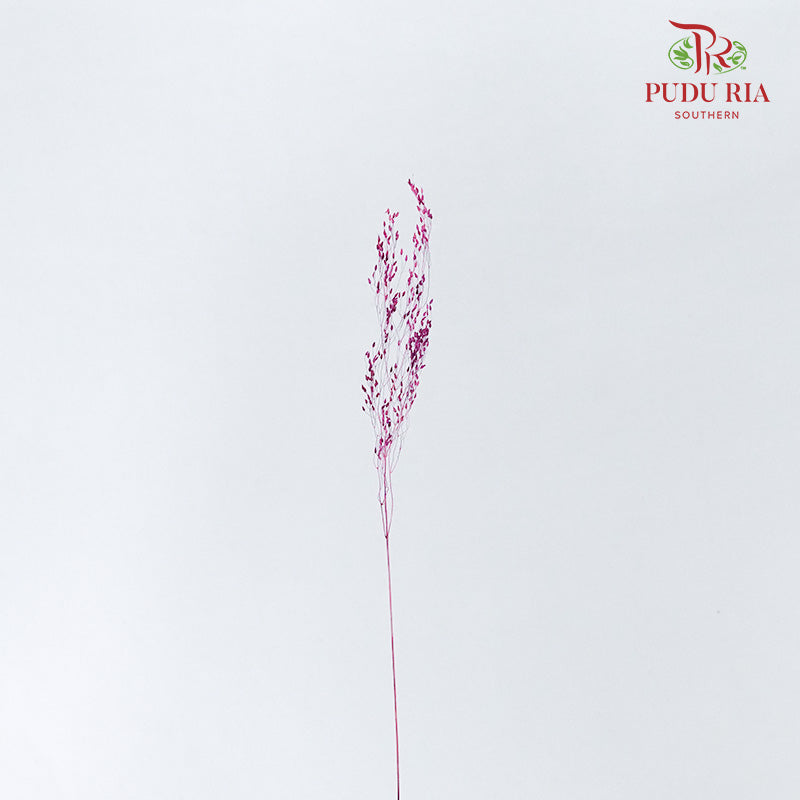 Dry Agrostis Purple - Offer Item - Pudu Ria Florist Southern