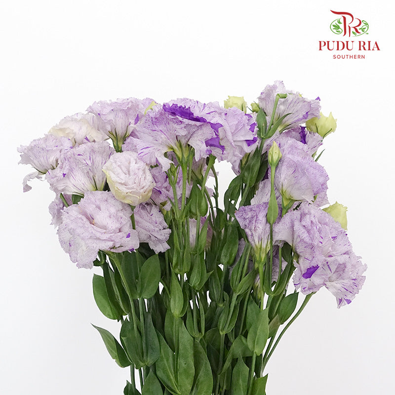 Eustoma Purple (12-15 Stems) - Pudu Ria Florist Southern