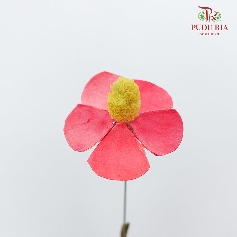 Dry Violet - Red - Pudu Ria Florist Southern