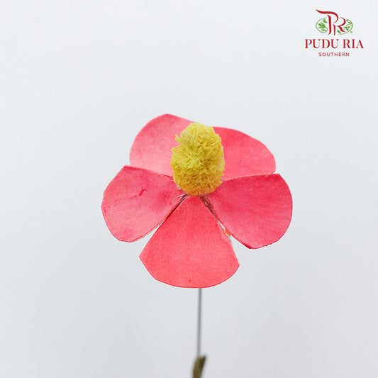 Dry Violet - Red - Pudu Ria Florist Southern