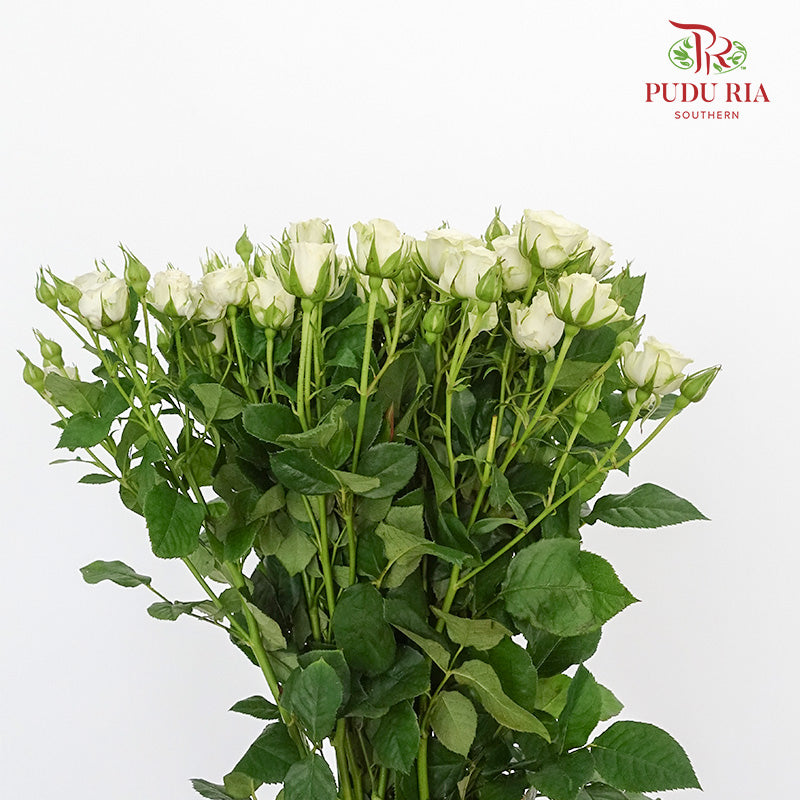 Rose Spray First Snow (8-10 Stems) - Pudu Ria Florist Southern