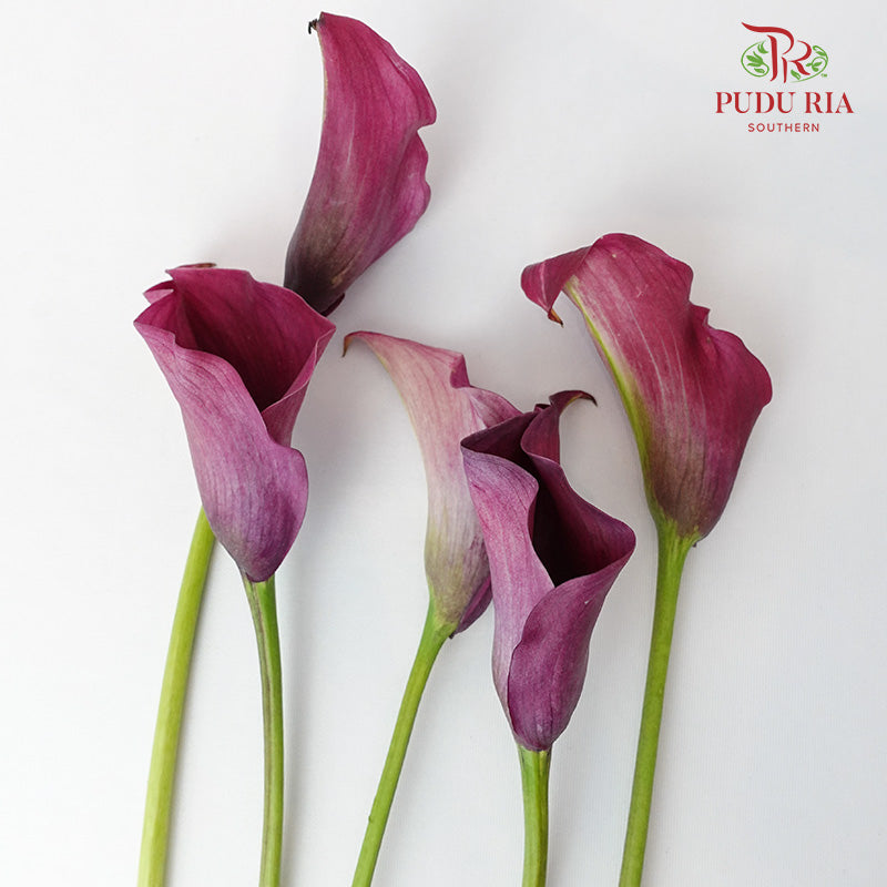 Calla Lily Purple- 5 Stems - Pudu Ria Florist Southern