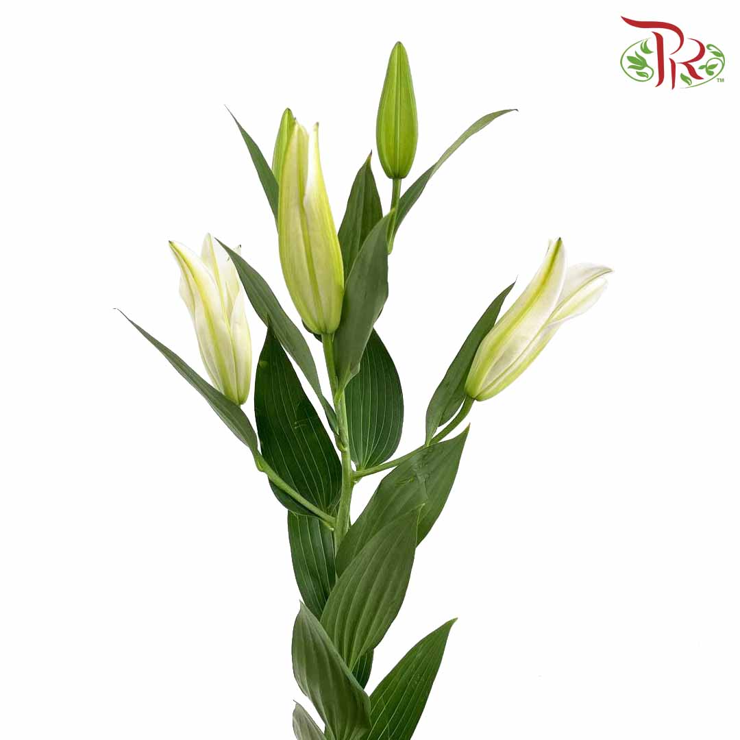 Lily White (5 Stems) - Pudu Ria Florist Southern