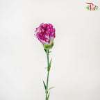 Carnation White/Violet (18-20 Stems) - Pudu Ria Florist Southern