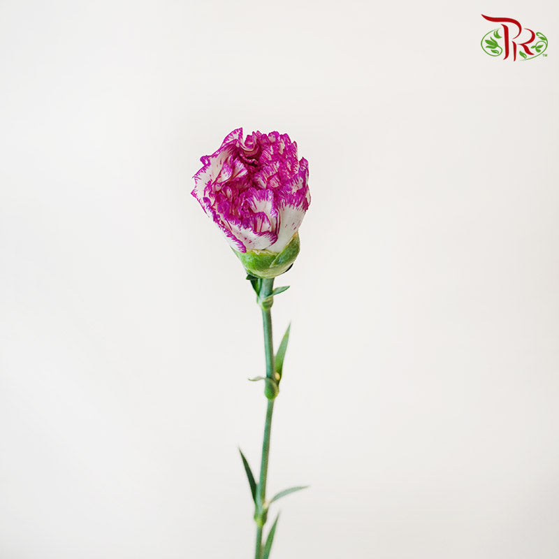 Carnation White/Violet (18-20 Stems) - Pudu Ria Florist Southern