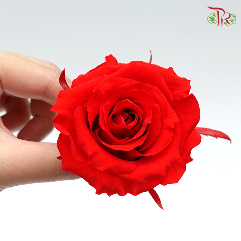 Preservative Full Bloom Rose (6 Blooms) - Red