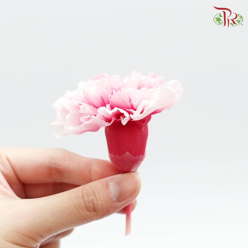 Preservative Carnation (8 Blooms) Mariah Pink - Pudu Ria Florist Southern