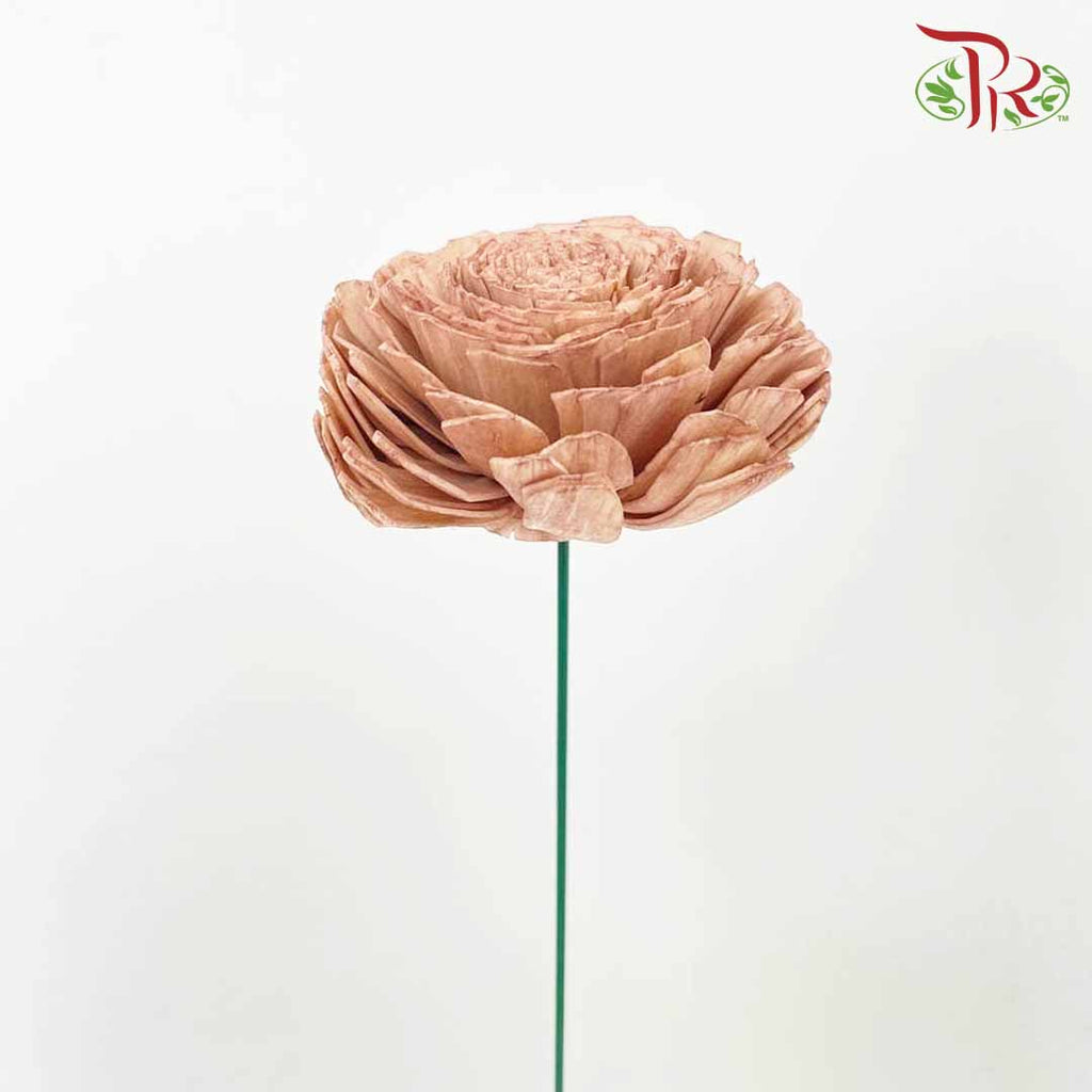 Dry Aeschynomene (Big) - Brown - Pudu Ria Florist Southern