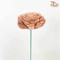 Dry Aeschynomene (Big) - Brown - Pudu Ria Florist Southern