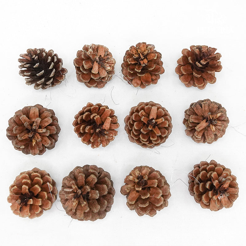 Pine Cone Natural 4-5CM (12 Pcs) - Pudu Ria Florist Southern