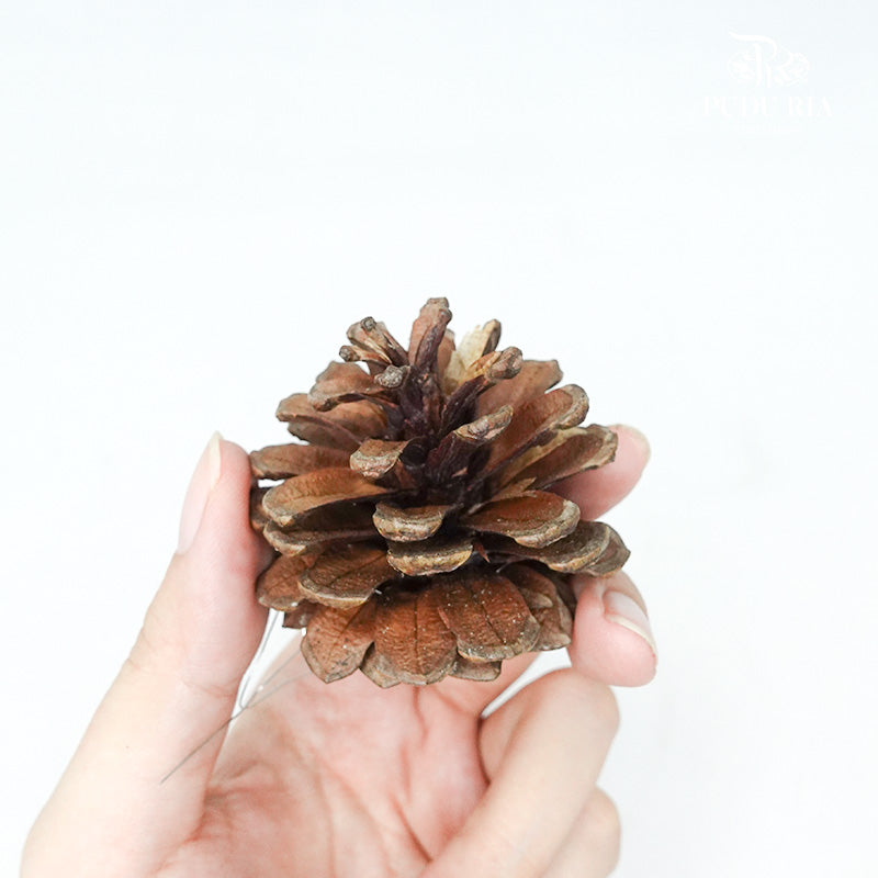 Pine Cone Natural 4-5CM (12 Pcs) - Pudu Ria Florist Southern