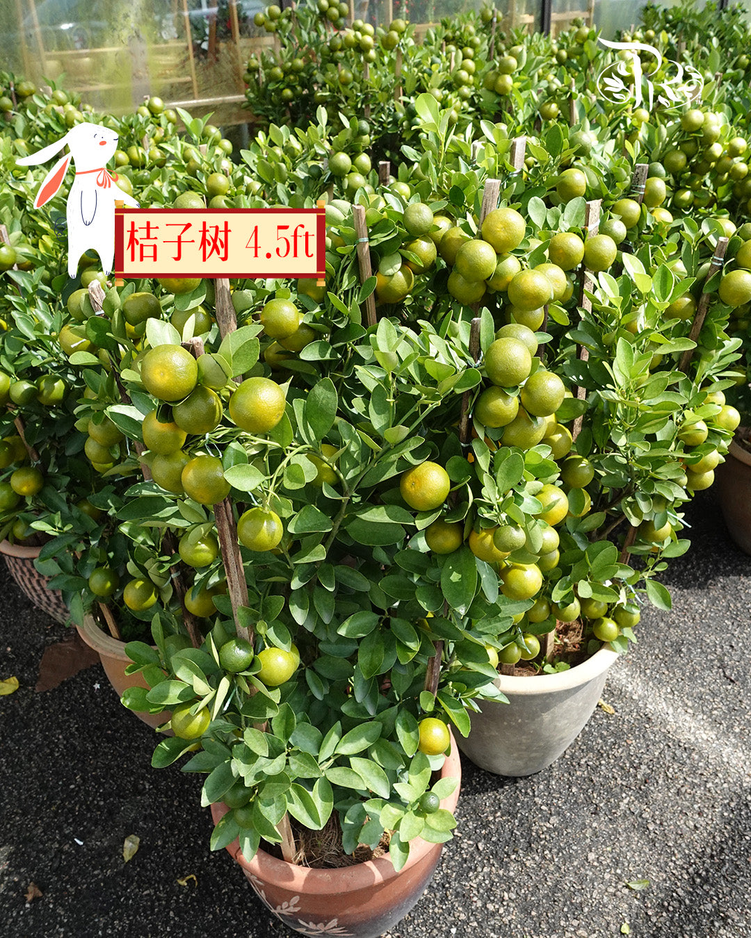 Local Lime Tree 桔子树 4.5ft - Pudu Ria Florist Southern