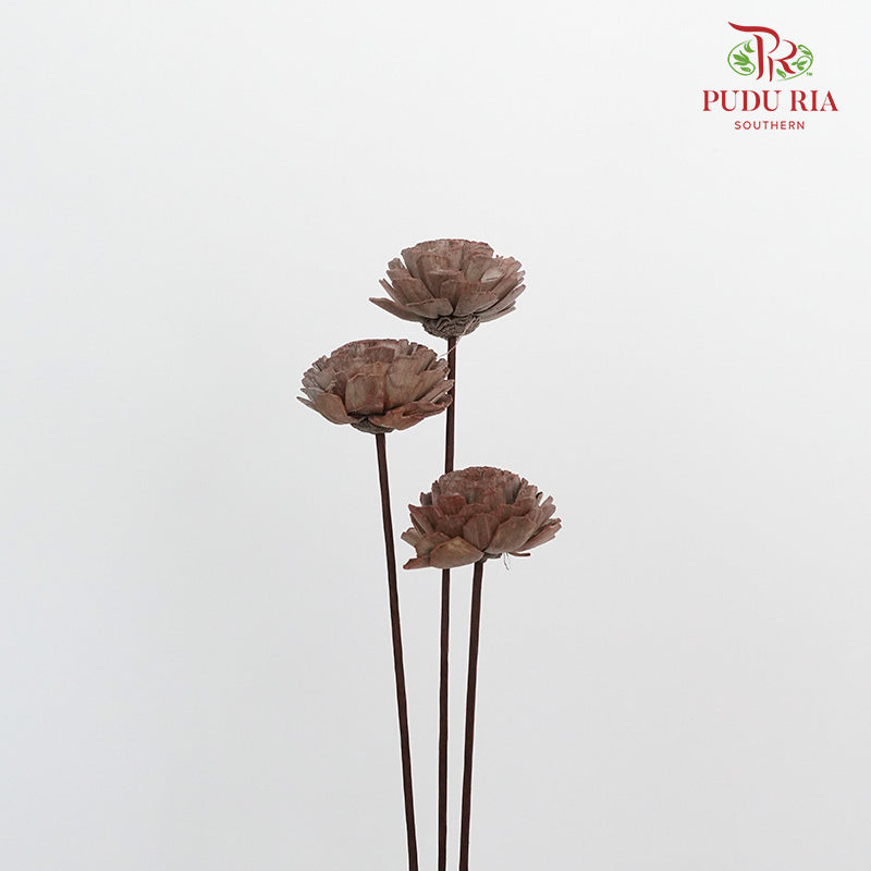 Dry Sola Wood Flower - Brown - Pudu Ria Florist Southern