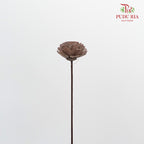 Dry Sola Wood Flower - Brown - Pudu Ria Florist Southern