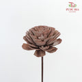 Dry Sola Wood Flower - Brown - Pudu Ria Florist Southern