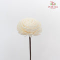 Dry Sola Wood Flower - White - Pudu Ria Florist Southern