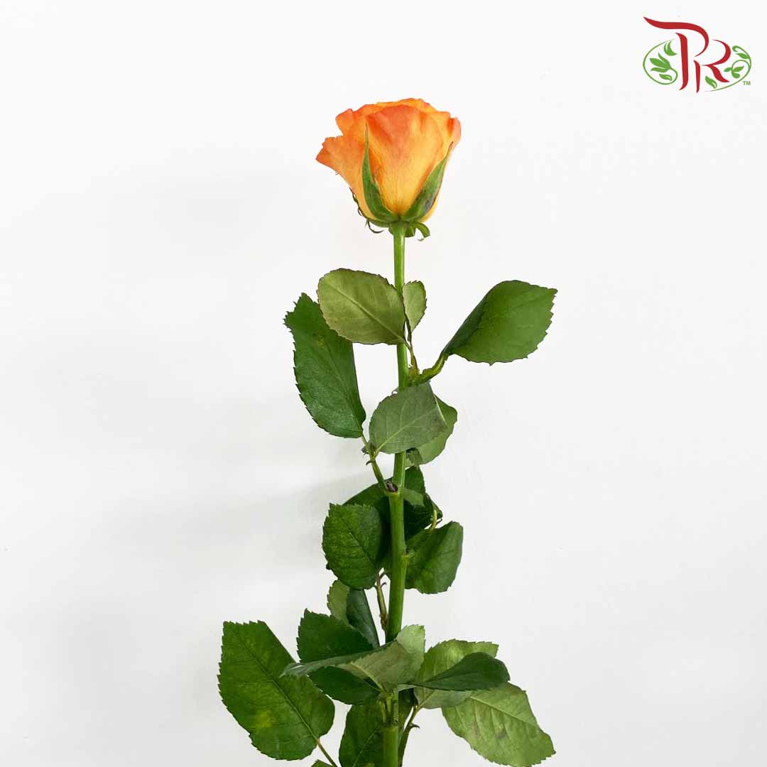 Rose Refulgence (8-10 Stems) - Pudu Ria Florist Southern