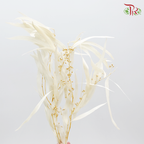 Preservative Eucalyptus Exotica - Pudu Ria Florist Southern