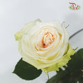 Rose Ohara (10-12 Stems) - Pudu Ria Florist Southern