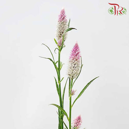 Celosia Spray Lilac (Per Bundle) - Pudu Ria Florist Southern