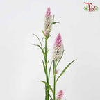 Celosia Spray Lilac (Per Bundle) - Pudu Ria Florist Southern