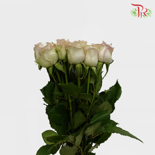 Rose Raindance (8-10 Stems) - Pudu Ria Florist Southern