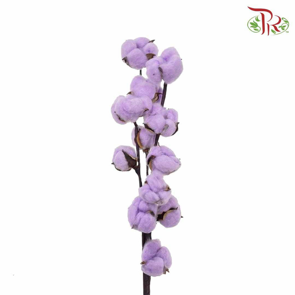 Cotton Flower Dyed Colour - Purple - Pudu Ria Florist Southern