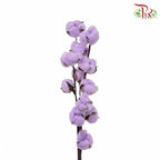 Cotton Flower Dyed Colour - Purple - Pudu Ria Florist Southern