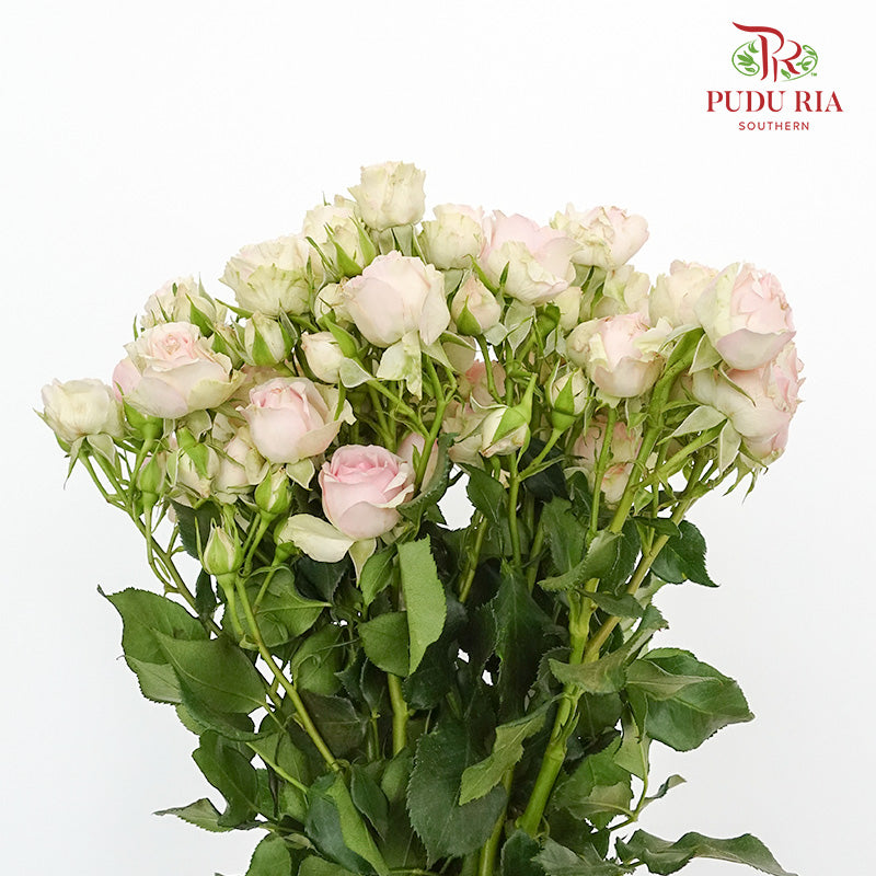 Rose Spray Light Pink (8-10 Stems) - Pudu Ria Florist Southern