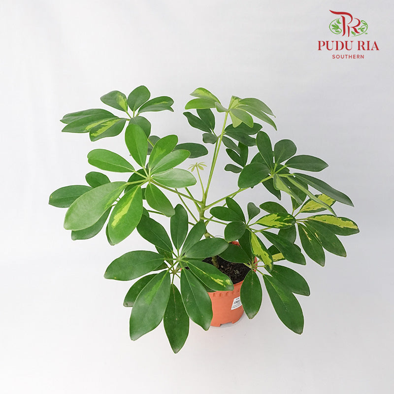 Schefflera Arboricola - Pudu Ria Florist Southern