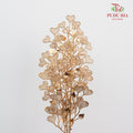 Gold Eucalyptus Leaf (2 stems) - Pudu Ria Florist Southern