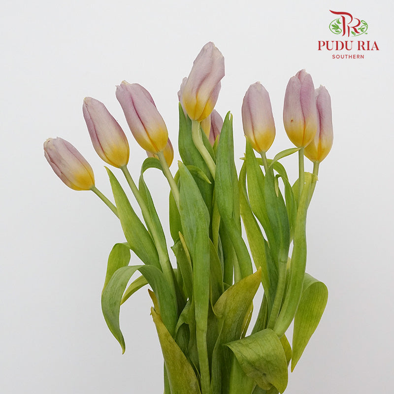 Tulip Purple/Yellow  (8-9 Stems) - Pudu Ria Florist Southern