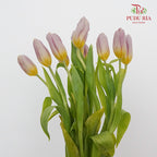 Tulip Purple/Yellow  (8-9 Stems) - Pudu Ria Florist Southern