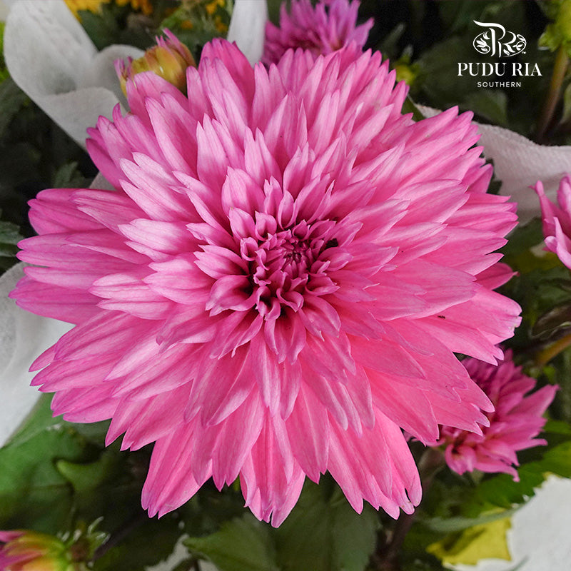 Dahlia Plant 大丽花 - Pudu Ria Florist Southern