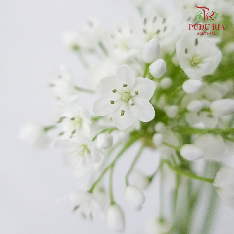 Allium White - Pudu Ria Florist Southern