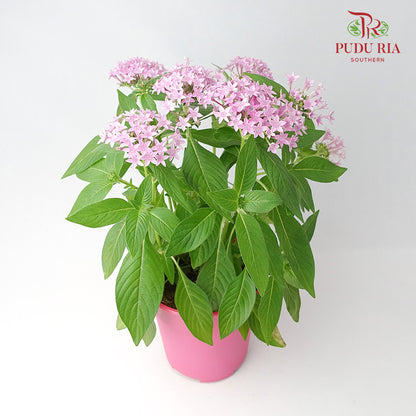 Pentas Pink - Pudu Ria Florist Southern