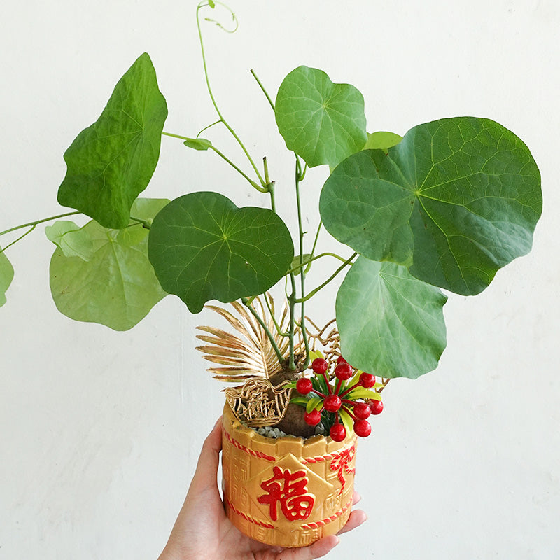 CNY Pot Plant Arrangement 招财龟 - Pudu Ria Florist Southern